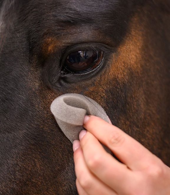 MORBIDA SPUGNA ROTONDA DA TOELETTATURA Spugne e Levasudore 
